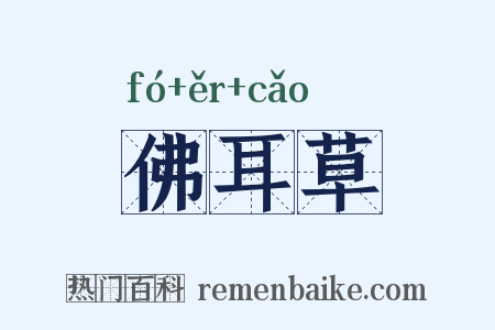 佛耳草是什么意思的图片